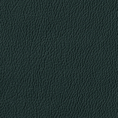Sequoia